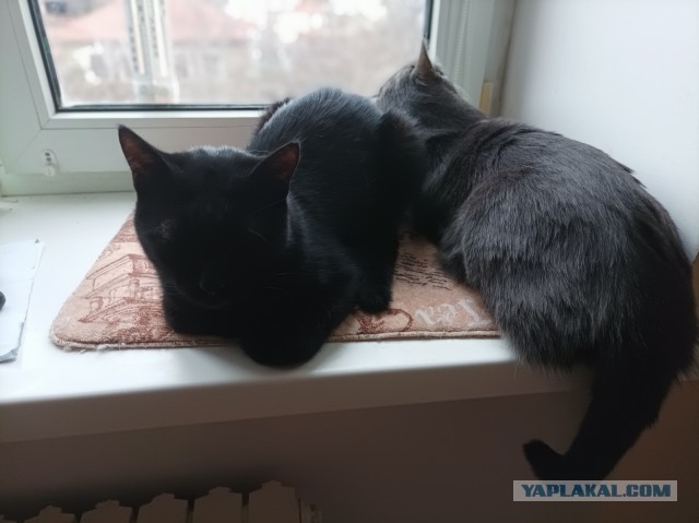 Первый котовторник 2022
