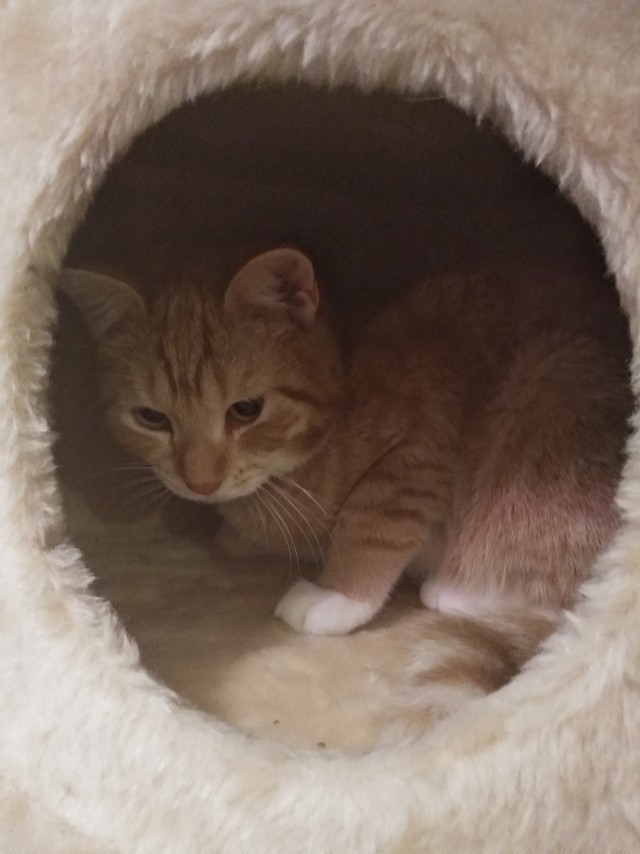 Котовторник 25.01.22