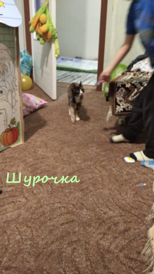 Жизнь домашнего приюта "Котоленд" 329