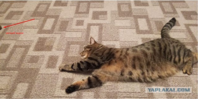 А ваши котейки че счас делают?