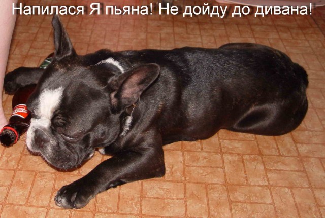 Собака сутулая наглядно...