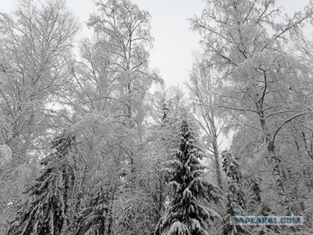 Фотки с телефона.