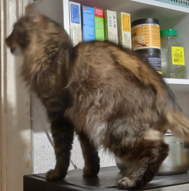 Котовторник ведь начался!