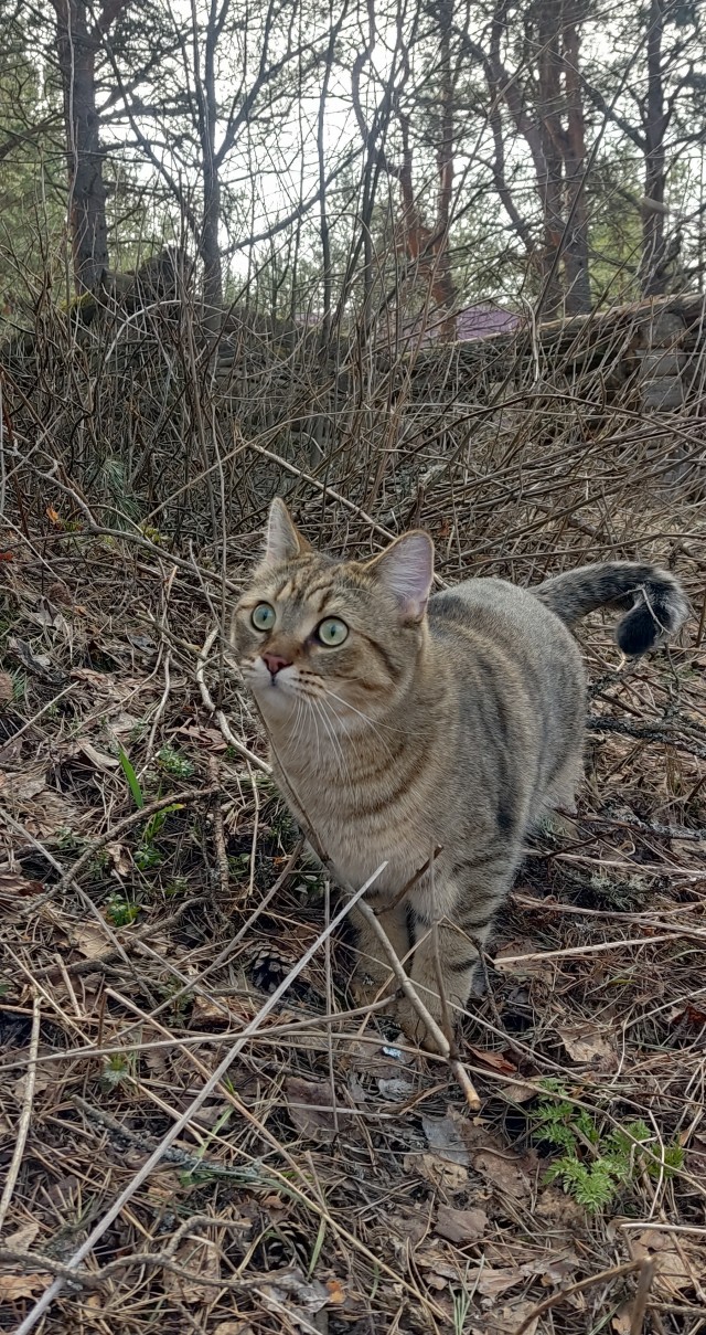 Котомафия