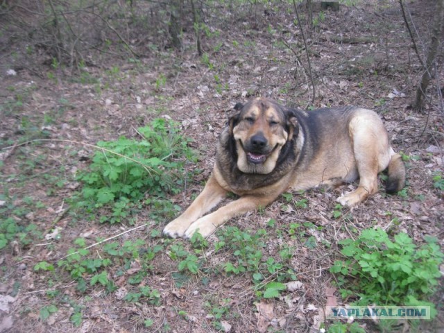 Жизнь домашнего приюта для котеек 392