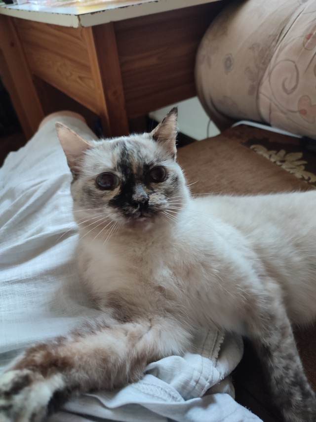 Начну котовторник чуть раньше!