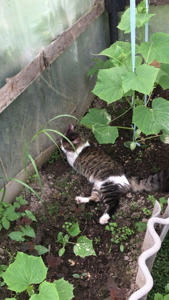 Лето и коты