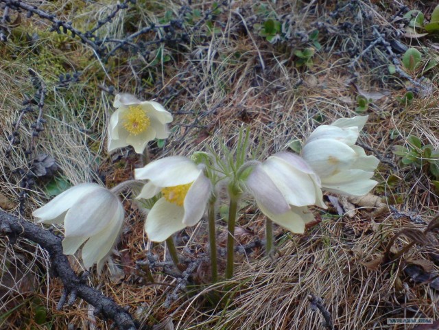 Небольшой рассказ о Севере