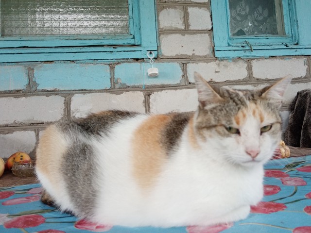 Желанный гость
