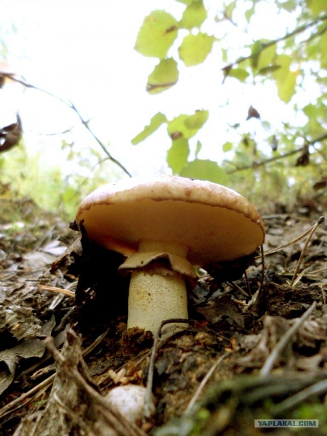 Генералы песчаного карьера