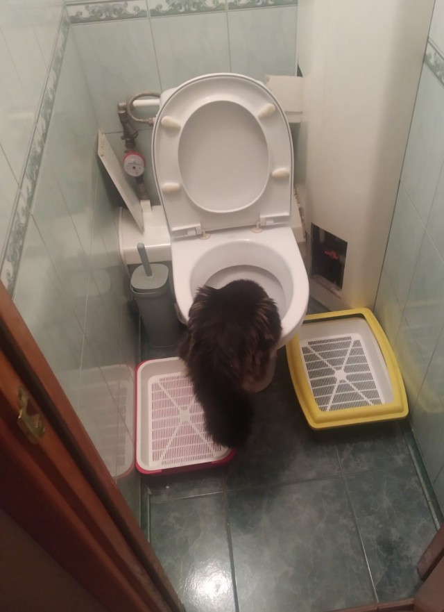 Кошка