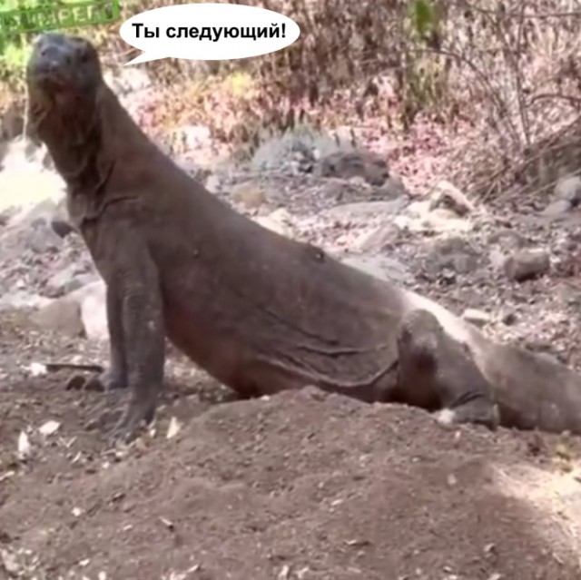 Комодский варан проголодался