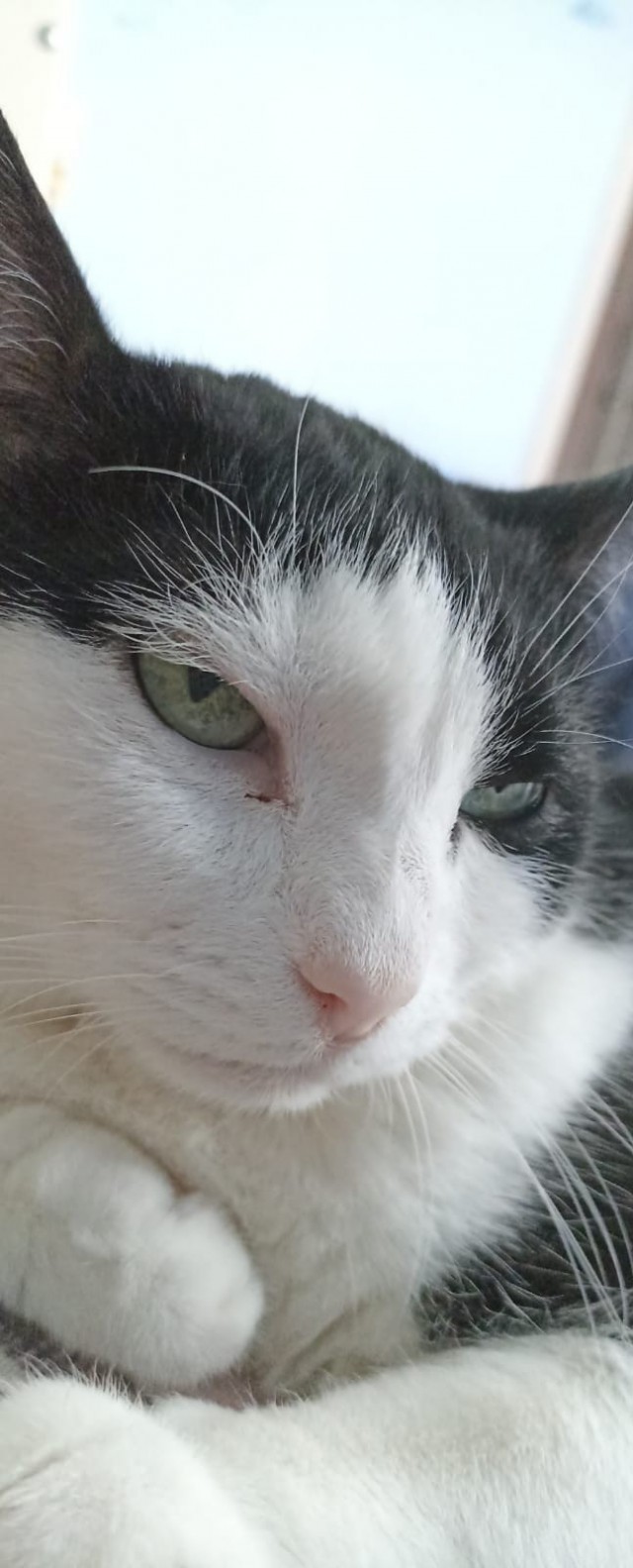 Начинаем котовторник.