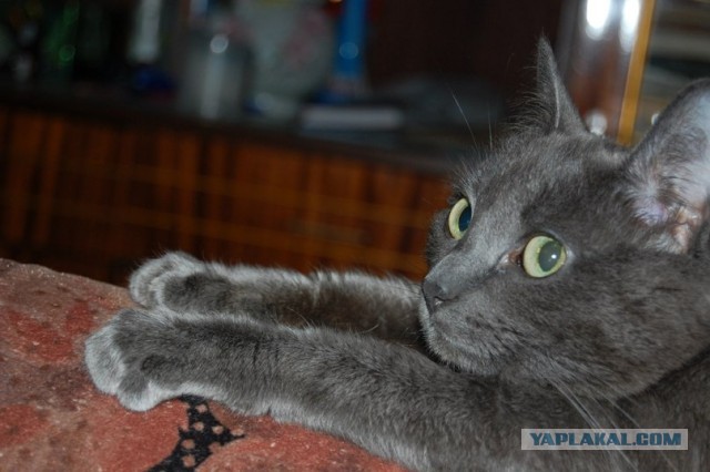 Котовторник 26.03.2013