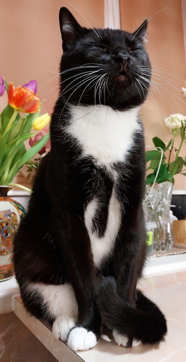Повезло котейке