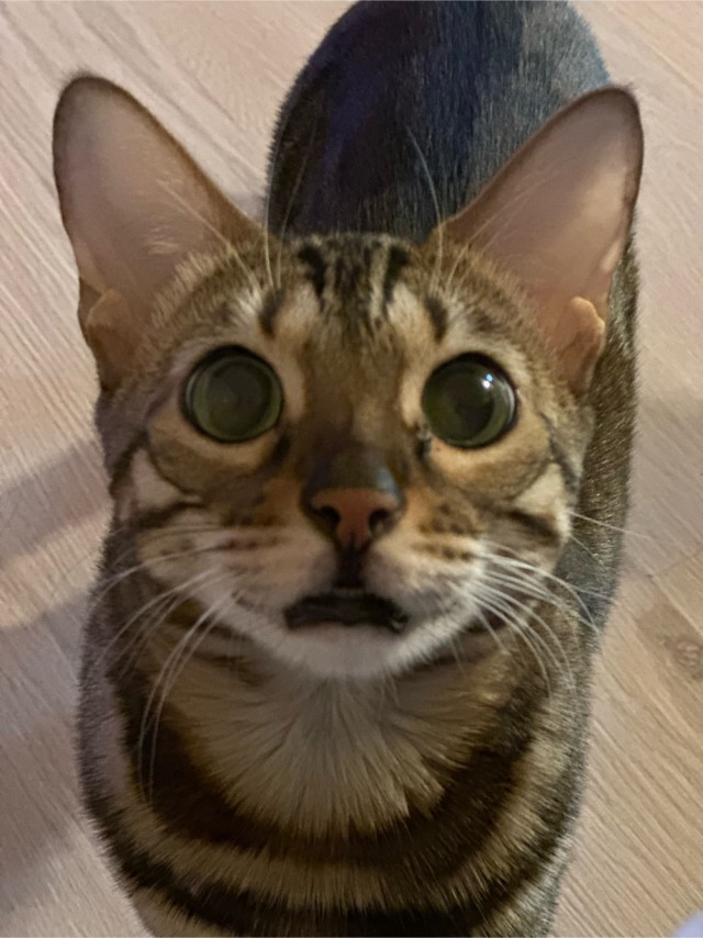 Знакомьтесь, Рыся