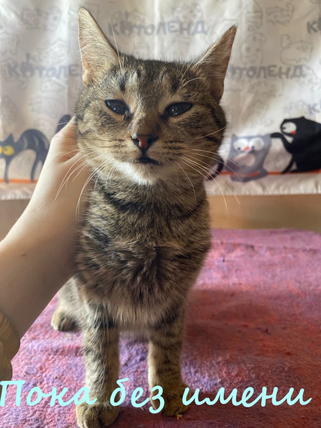 Жизнь домашнего приюта "Котоленд" 379