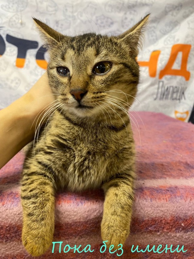 Жизнь домашнего приюта "Котоленд" 381