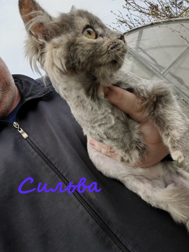 Жизнь домашнего приюта "Котоленд" 384