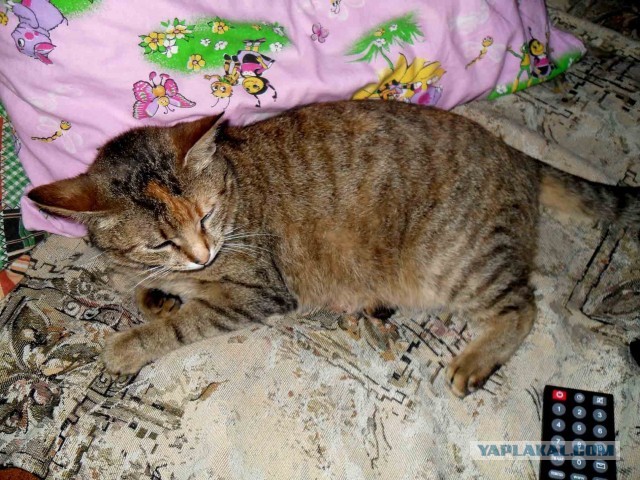 Котовторник 09.04.2013
