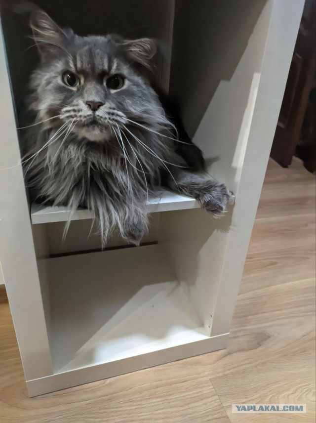 Котовторнику посвящается. Счастья привалило