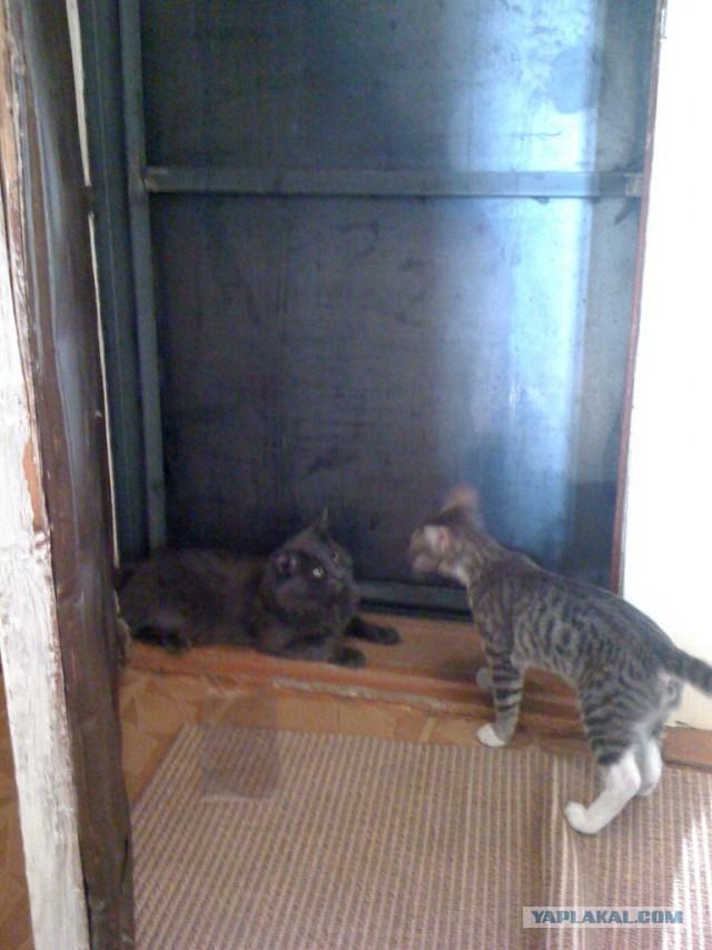 Приключения кота в Африке!