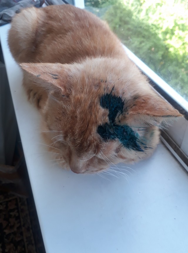К котовторнику