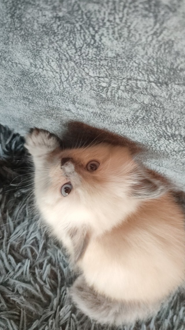 Котовторник 09.04.24