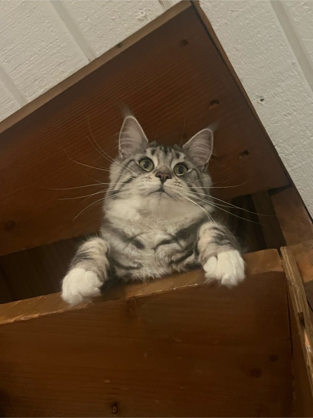 Котовторник