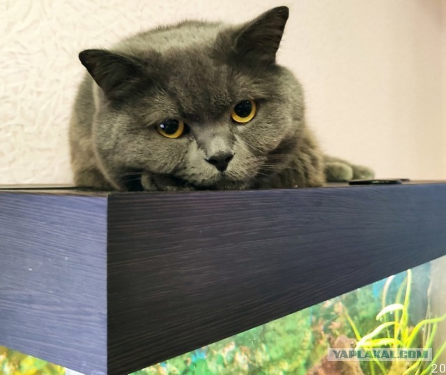 Кто такой скуф?