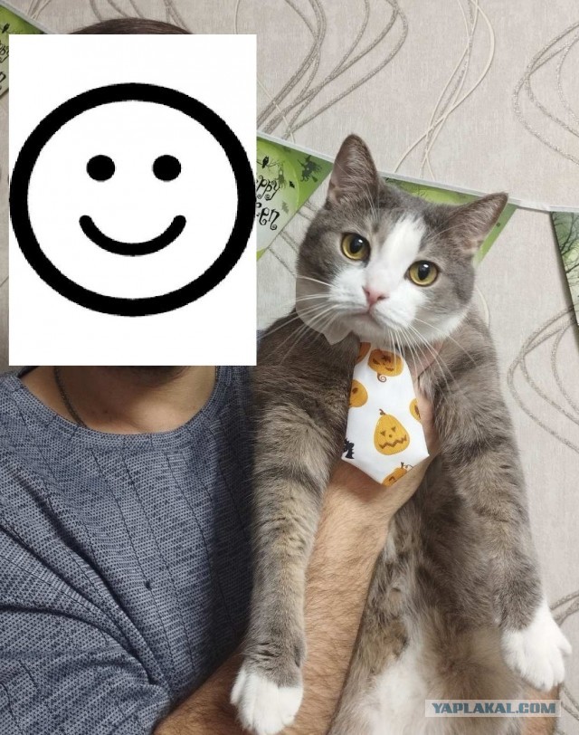 Котовторник 05/11/2024