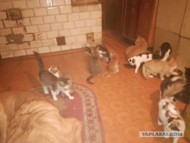 Жизнь домашнего приюта для котеек 537