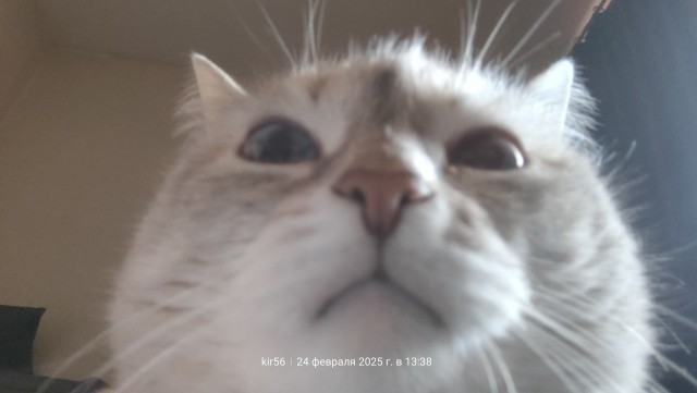 Чем отличаются люди, у которых есть кошки, от людей, у которых их нет? Тест и его результаты