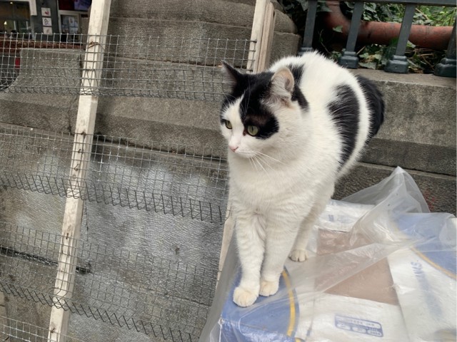 Совпало с котовторником.