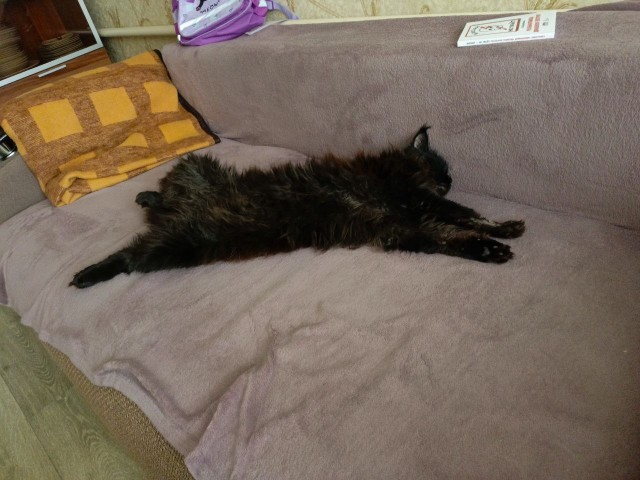 Спящий кот