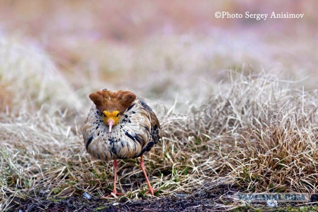 Красота! Лето на Ямале. Фото