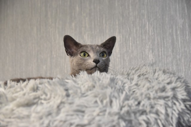 Тёплое, лаповое к котовторнику.