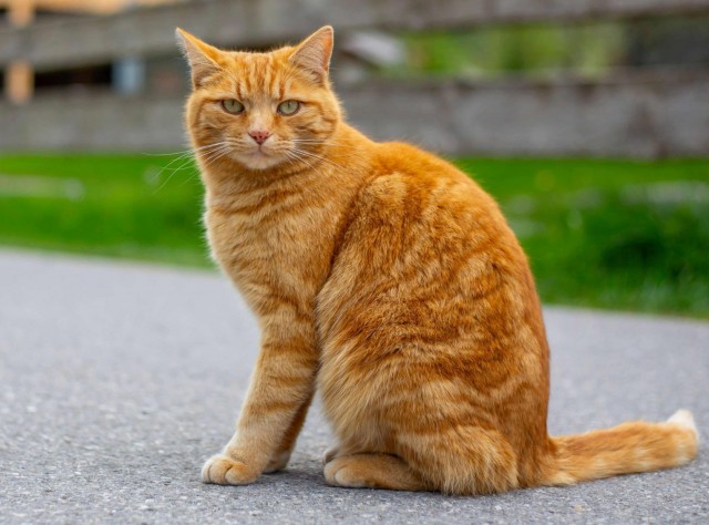Учёные пролили свет на вопрос о том, что именно делает рыжих котов рыжими