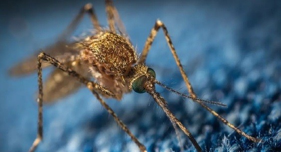 Комары чаще кусают людей в красном и черном