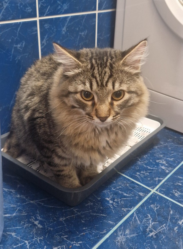 Котовторник. Где коты? Мой вот!