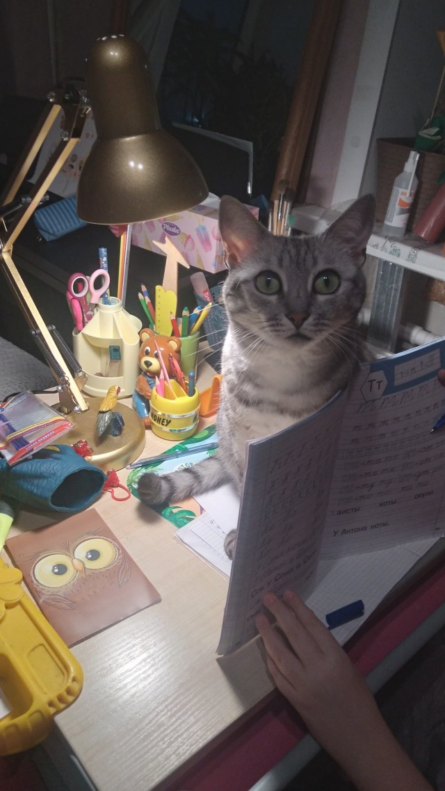 Котовторник наступил