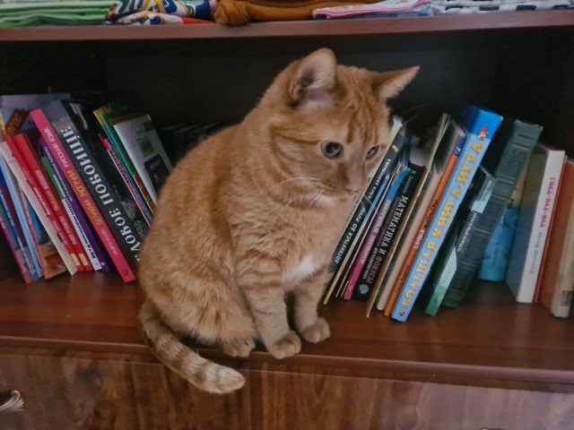 Котëнок-заморыш стал красивой кошкой