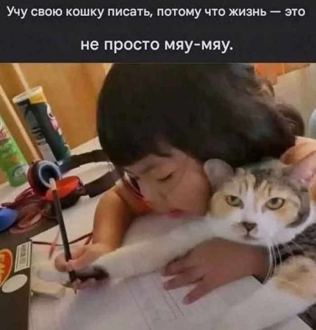 Японский котёнок отказывается подписать документы на усыновление.