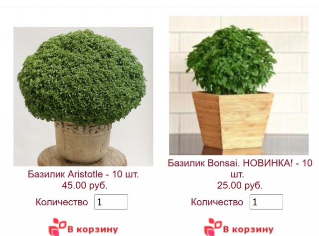 Роза-брюква