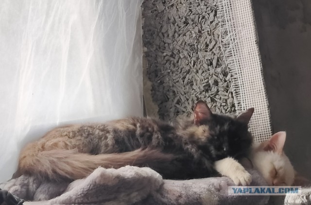 Самые-самые котовторниковые