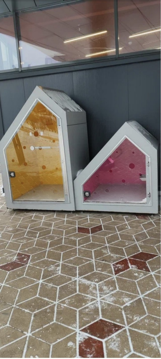 В одном из столичных магазинов живет боевая кошка Ларка, которая держит в страхе всех собак