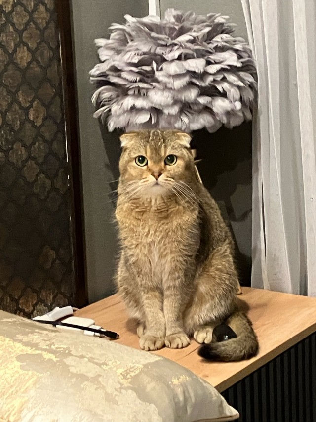 Принимайте в ряды вислоухих
