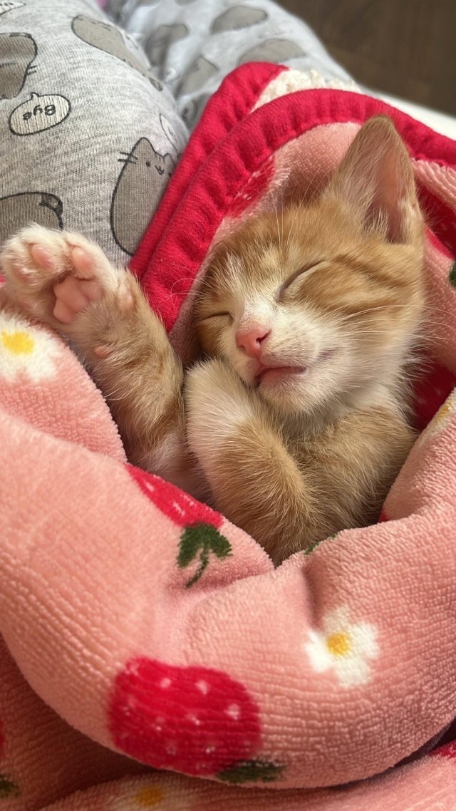 Маленький рыжий сплюшка (котовторник)