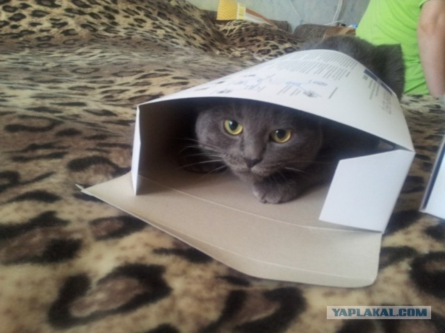 Котовторник 8.10.2013