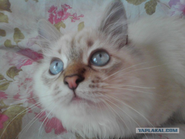 Котовторник 22.10.2013